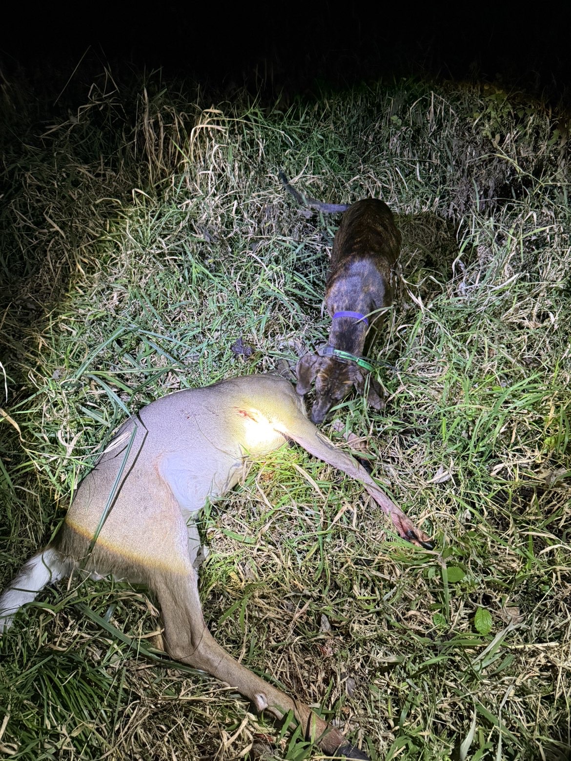 Mya at a recovered deer